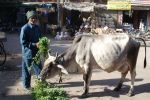 05 Jaipur  Jodpur Mix (69)
